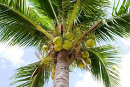 coconut-palm-tree