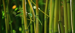 green_bamboo-bones