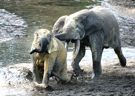 pushing-an-elephant